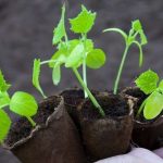 степень подмерзания рассады огурцов